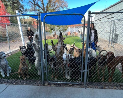 ArcWest-Doggie-daycare-TI-dogs
