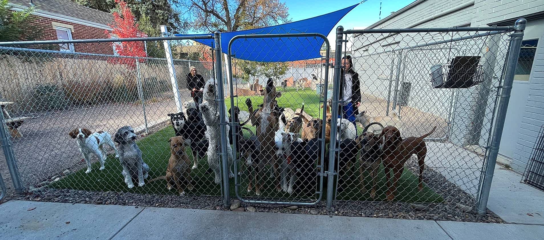 ArcWest-Doggie-daycare-TI-dogs